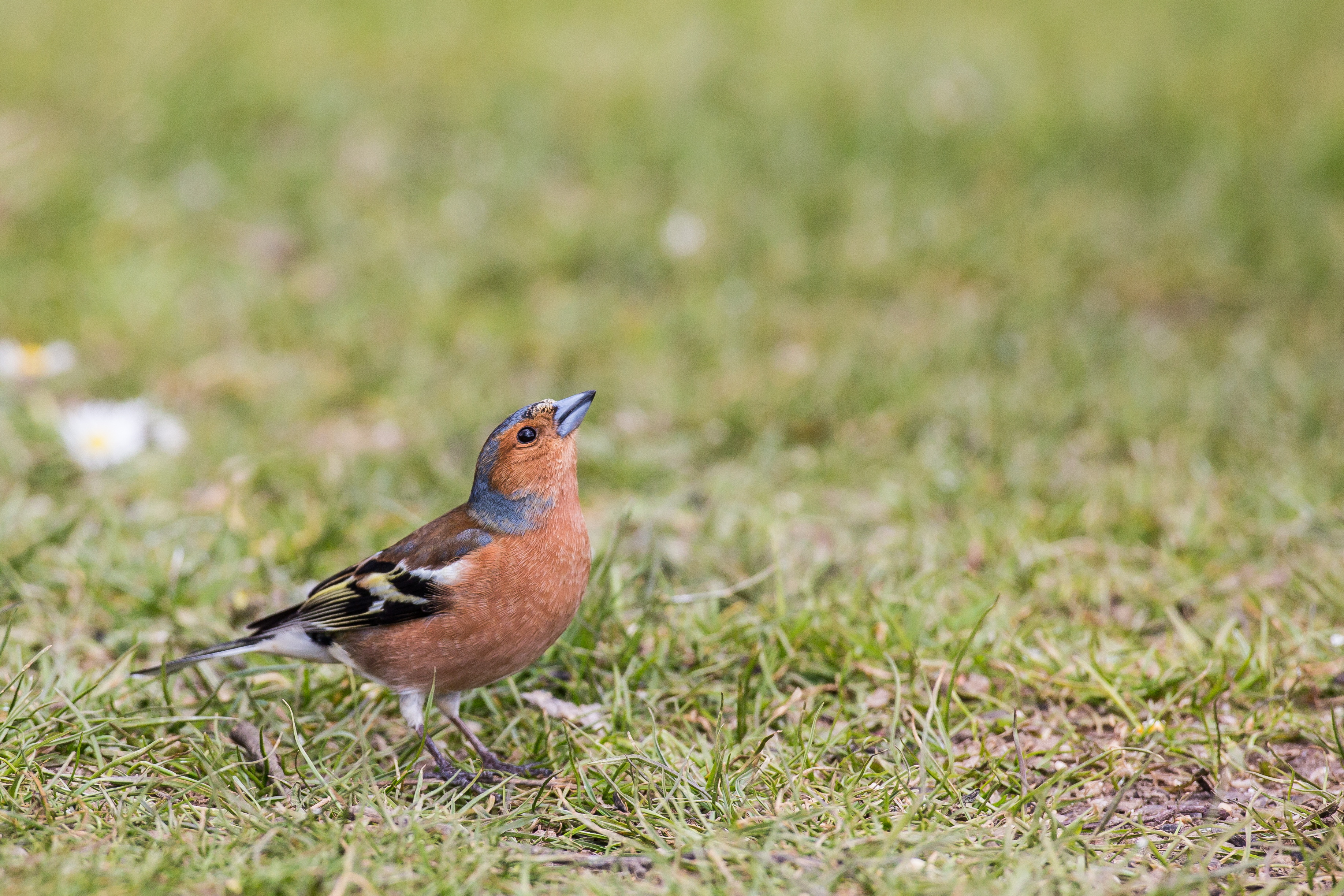 Chaffinch (Fringilla coelebs)