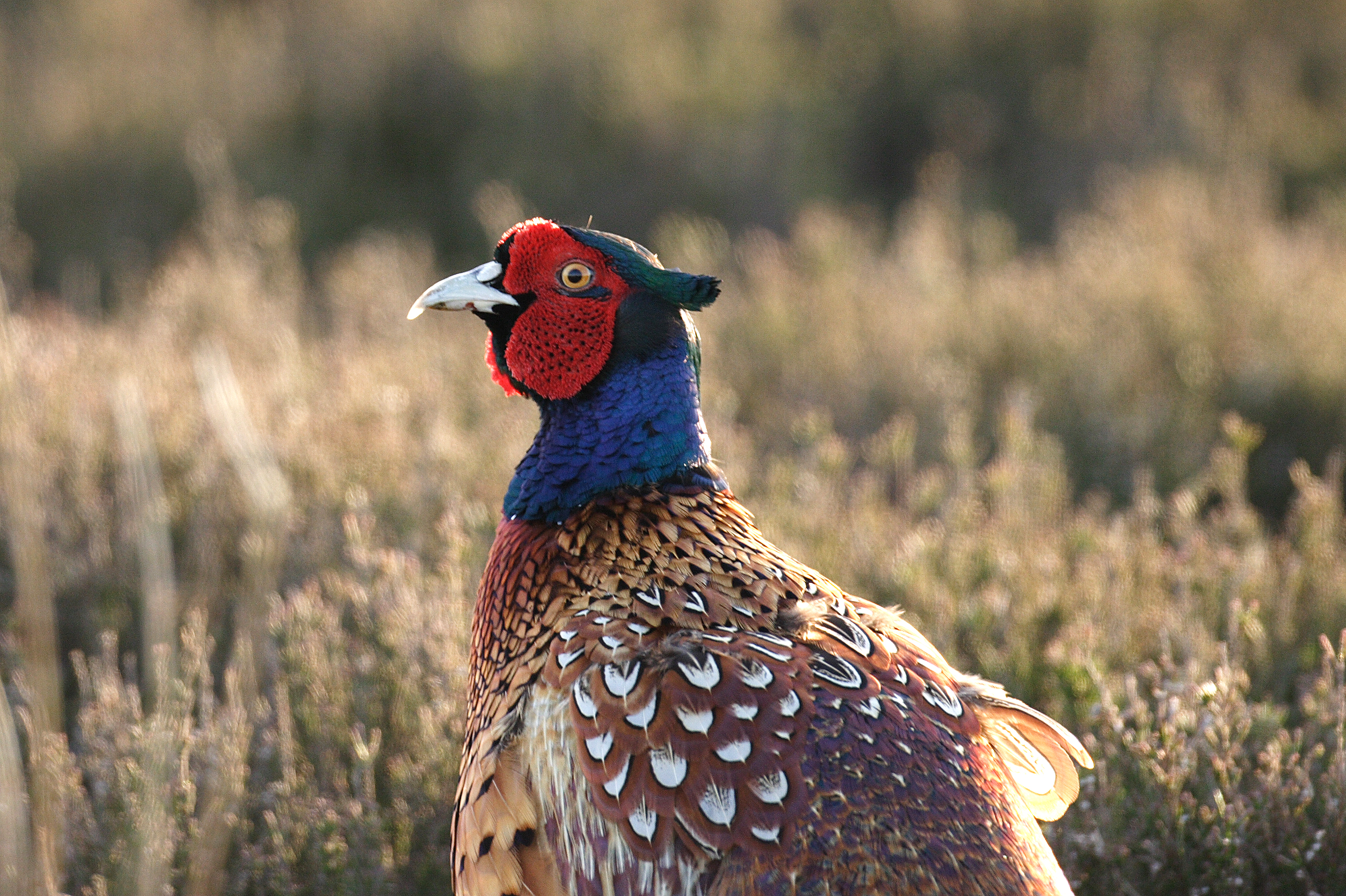 Pheasant (Phasianus colchicus)