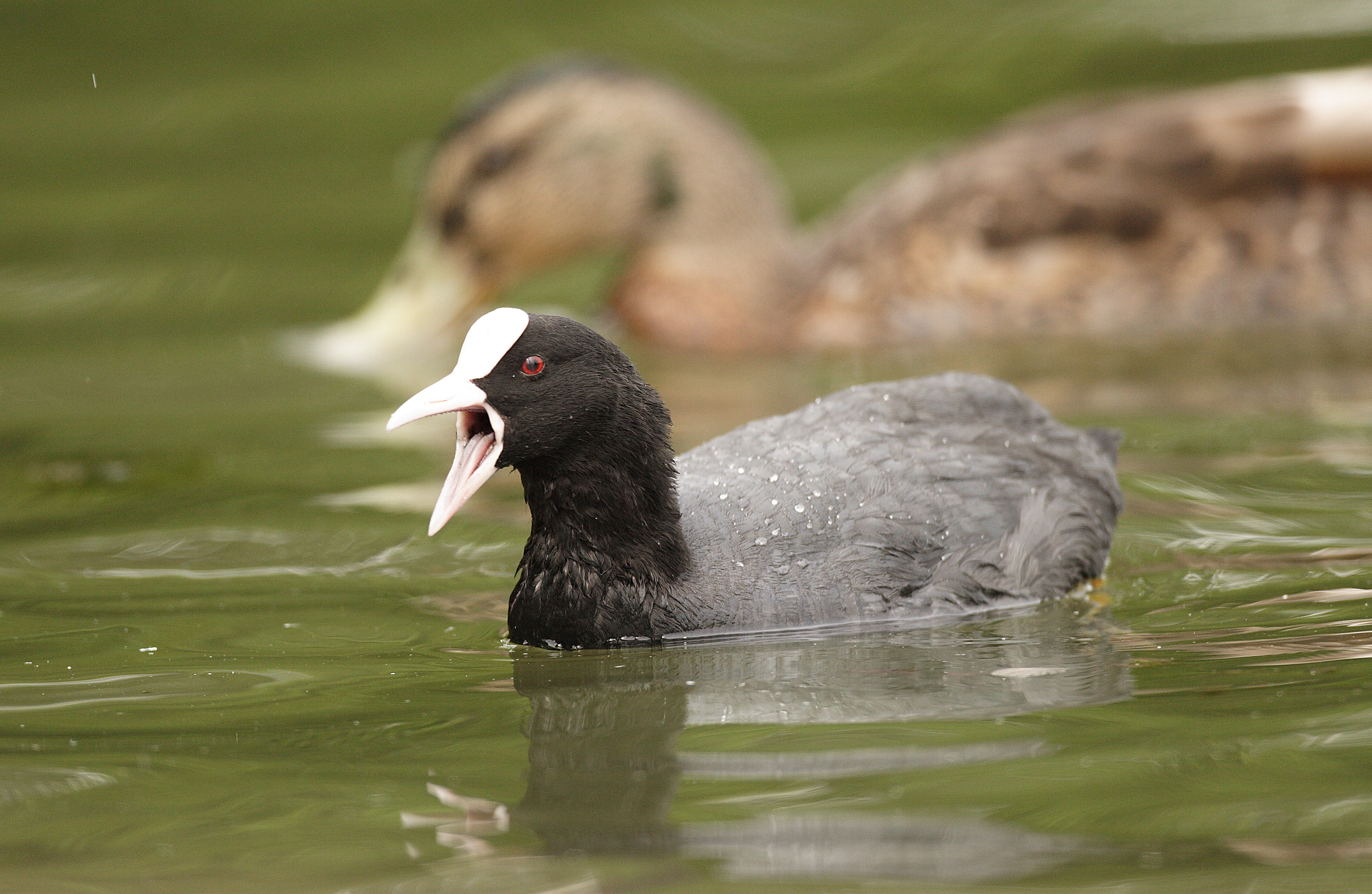 Coot (Fulica atra)