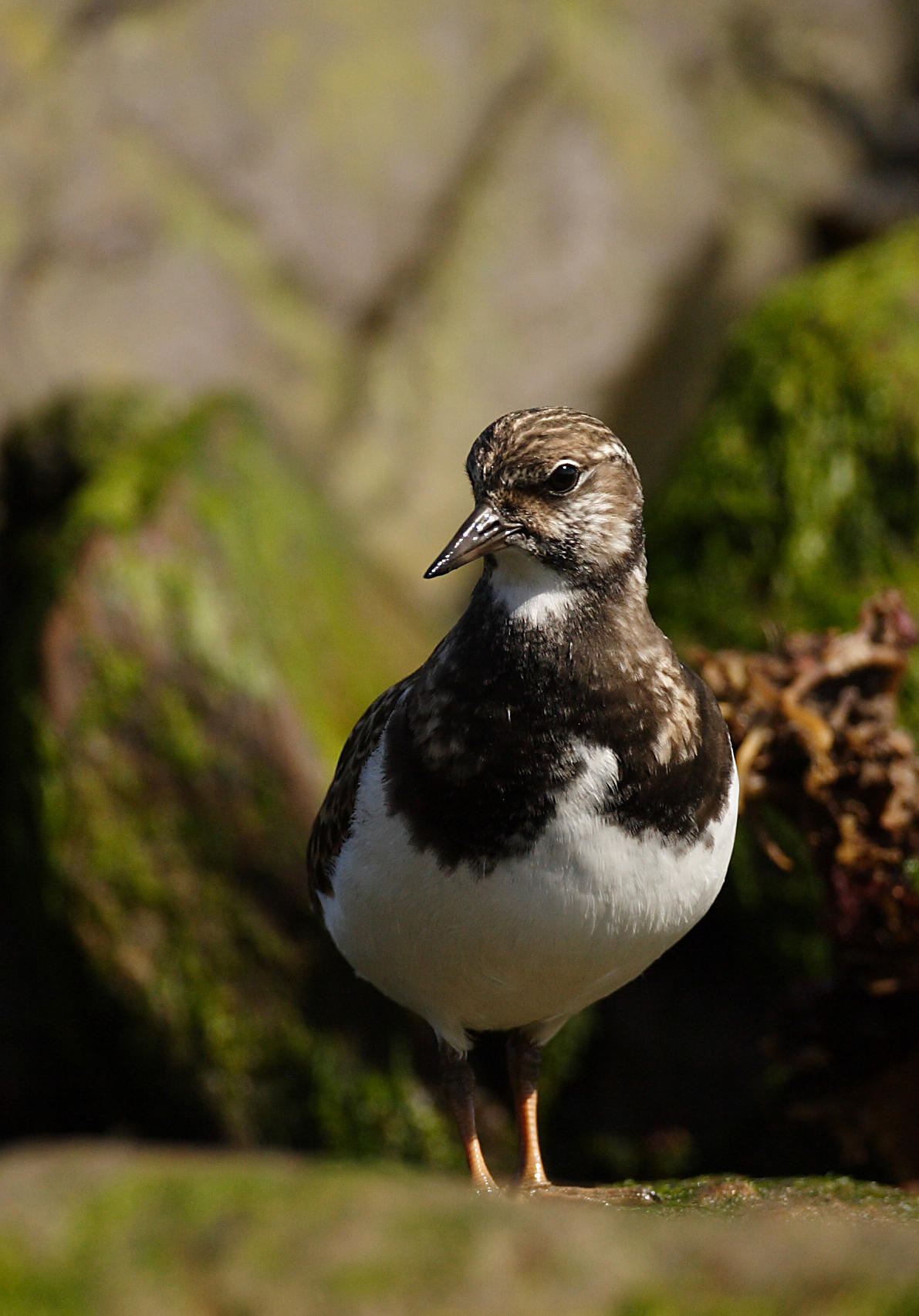 Turnstone (Arenaria interpres)