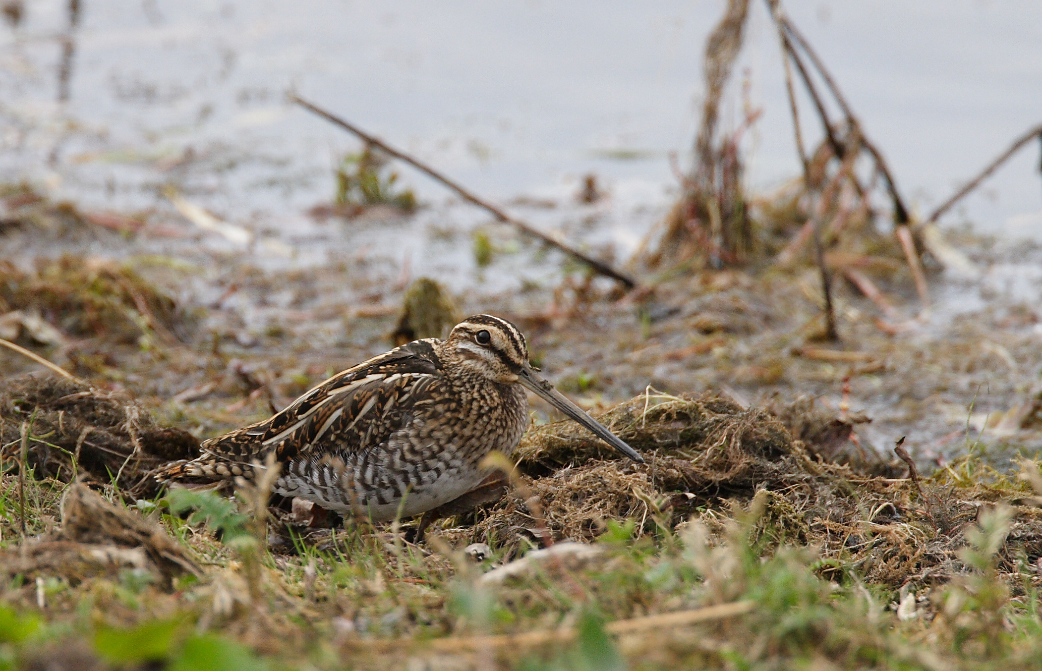 Snipe (Gallinago gallinago)