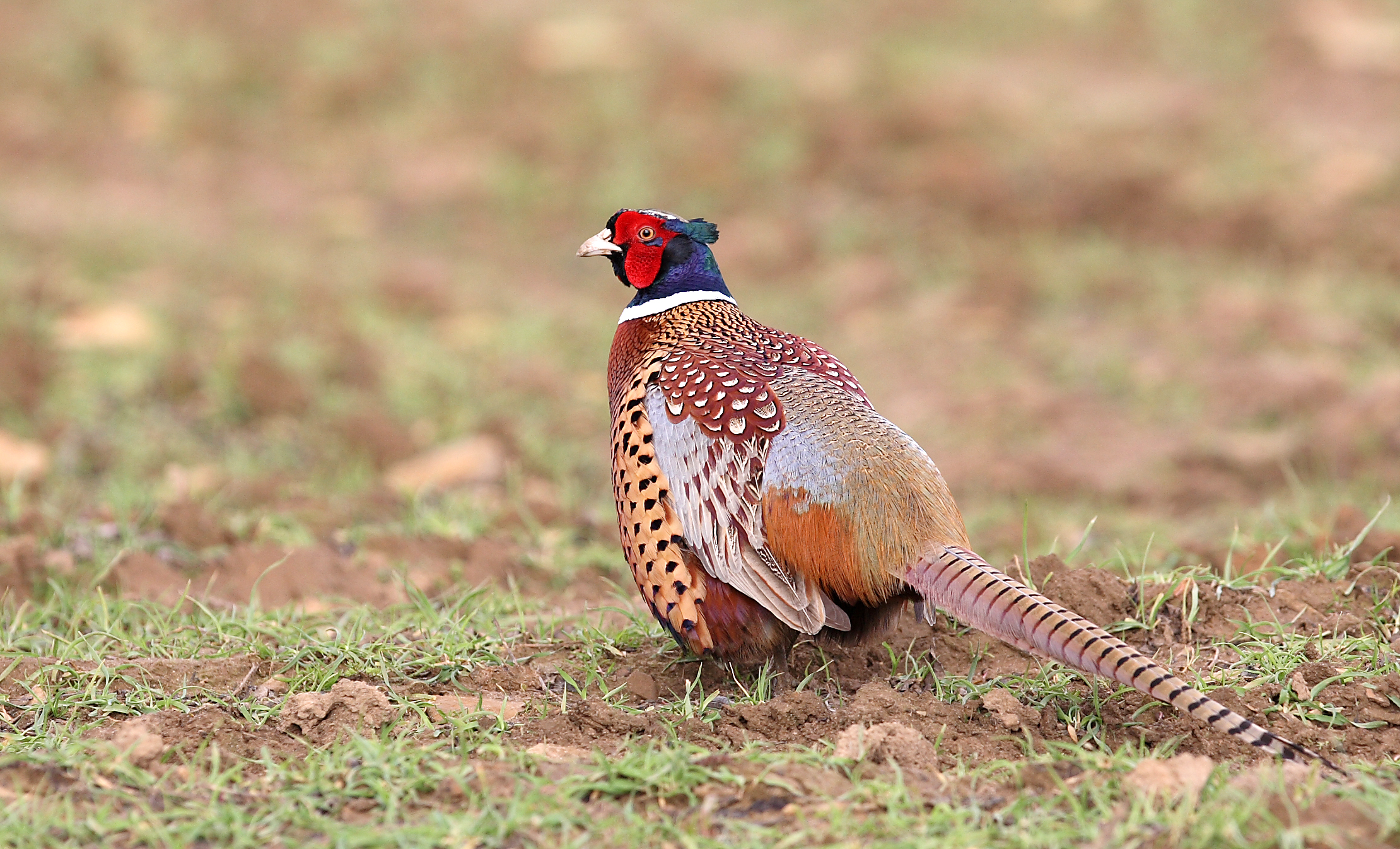 Pheasant (Phasianus colchicus)