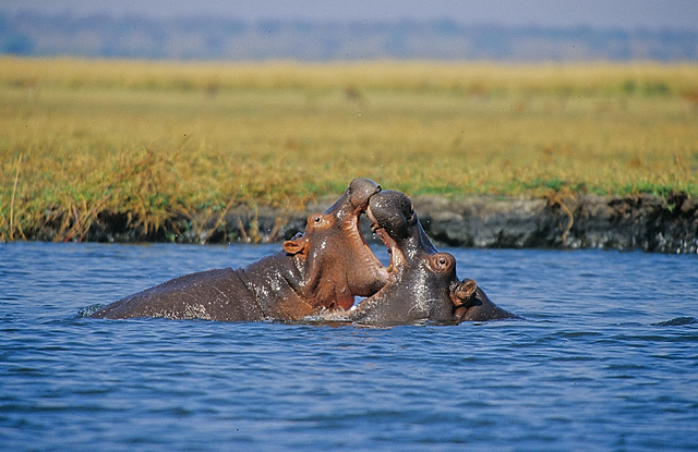 Hippos, Chobe National Park, Botswana