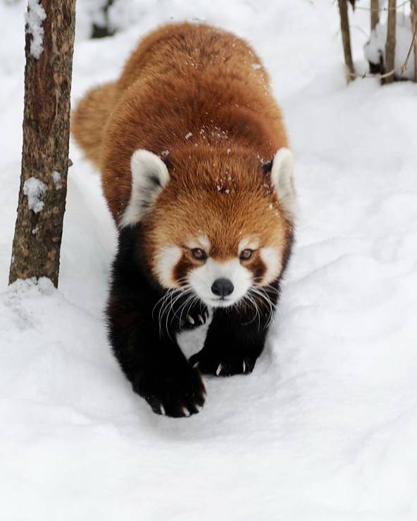 Zoo-_20110128_259_.jpg