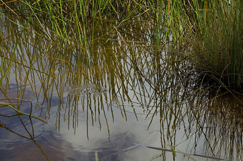 reidy shoreline h.jpg