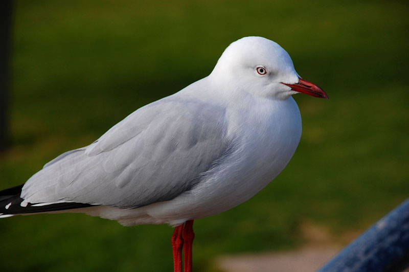 seagull 2 h.jpg