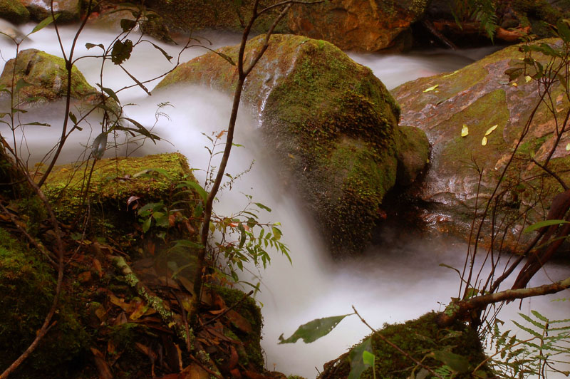 megalong rainforest 2 h.jpg