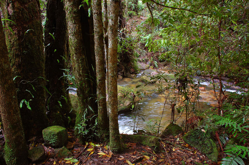 megalong rainforest 3 h.jpg
