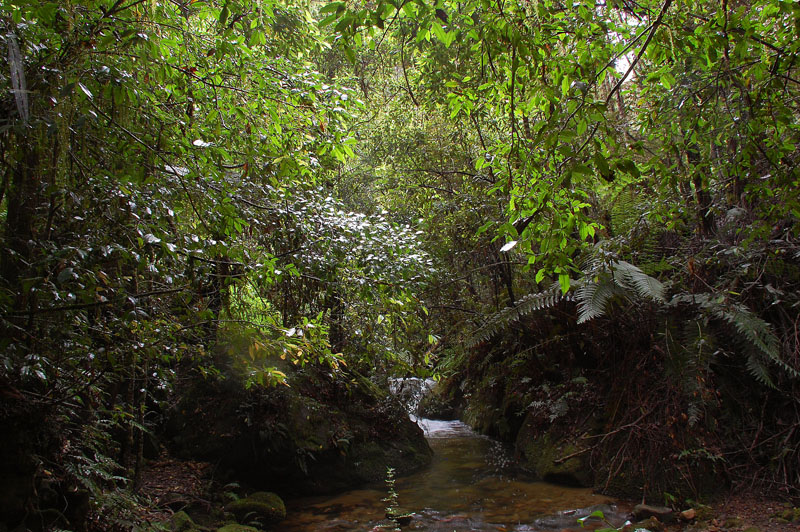 megalong rainforest 5 h.jpg
