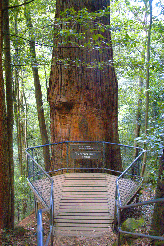 turpentine tree v.jpg