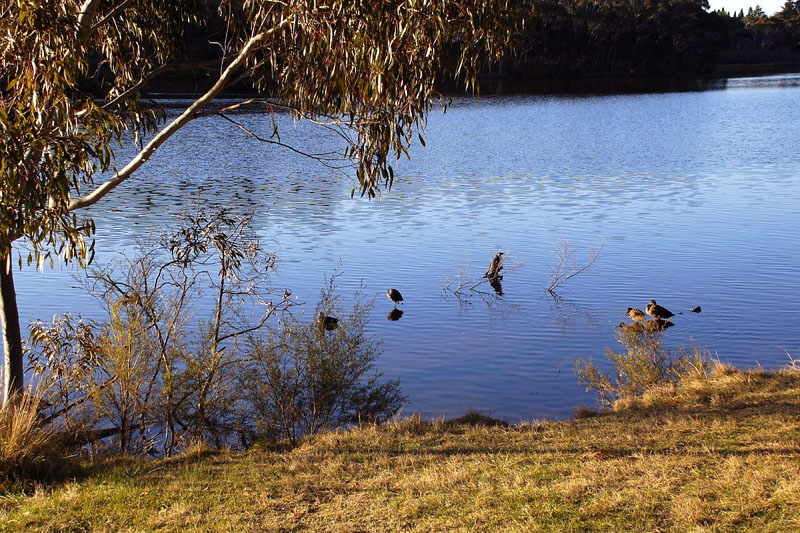 wentworth falls lake 3 h.jpg