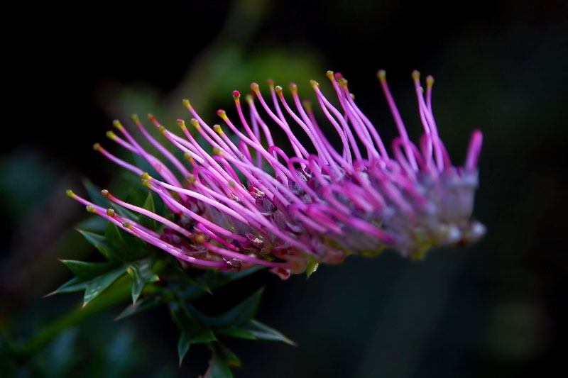 grevillea h.jpg