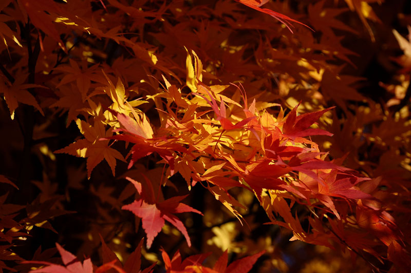 japanese maple 2 h.jpg