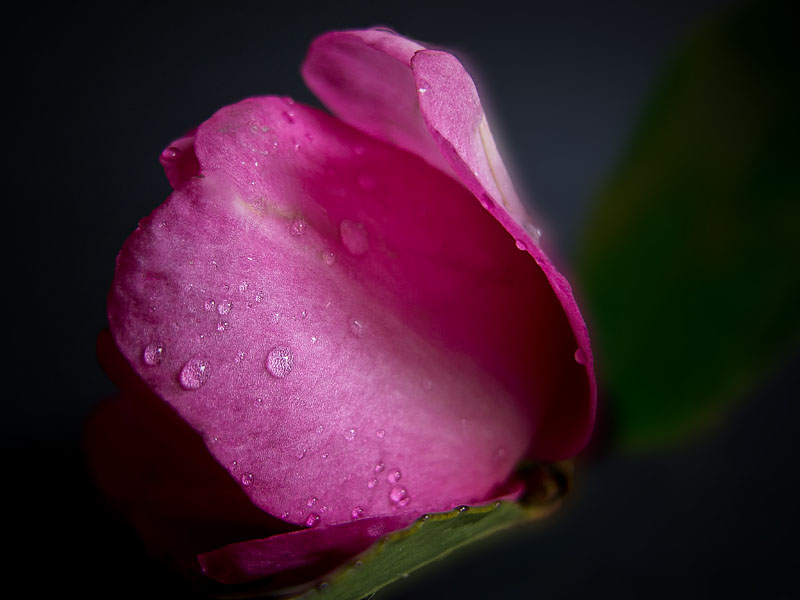 pink sasanqua camellia.2w.jpg