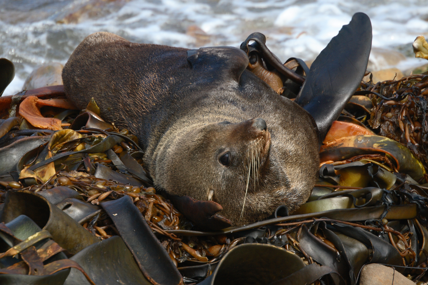 Seal Shag Point Oamaru 8011