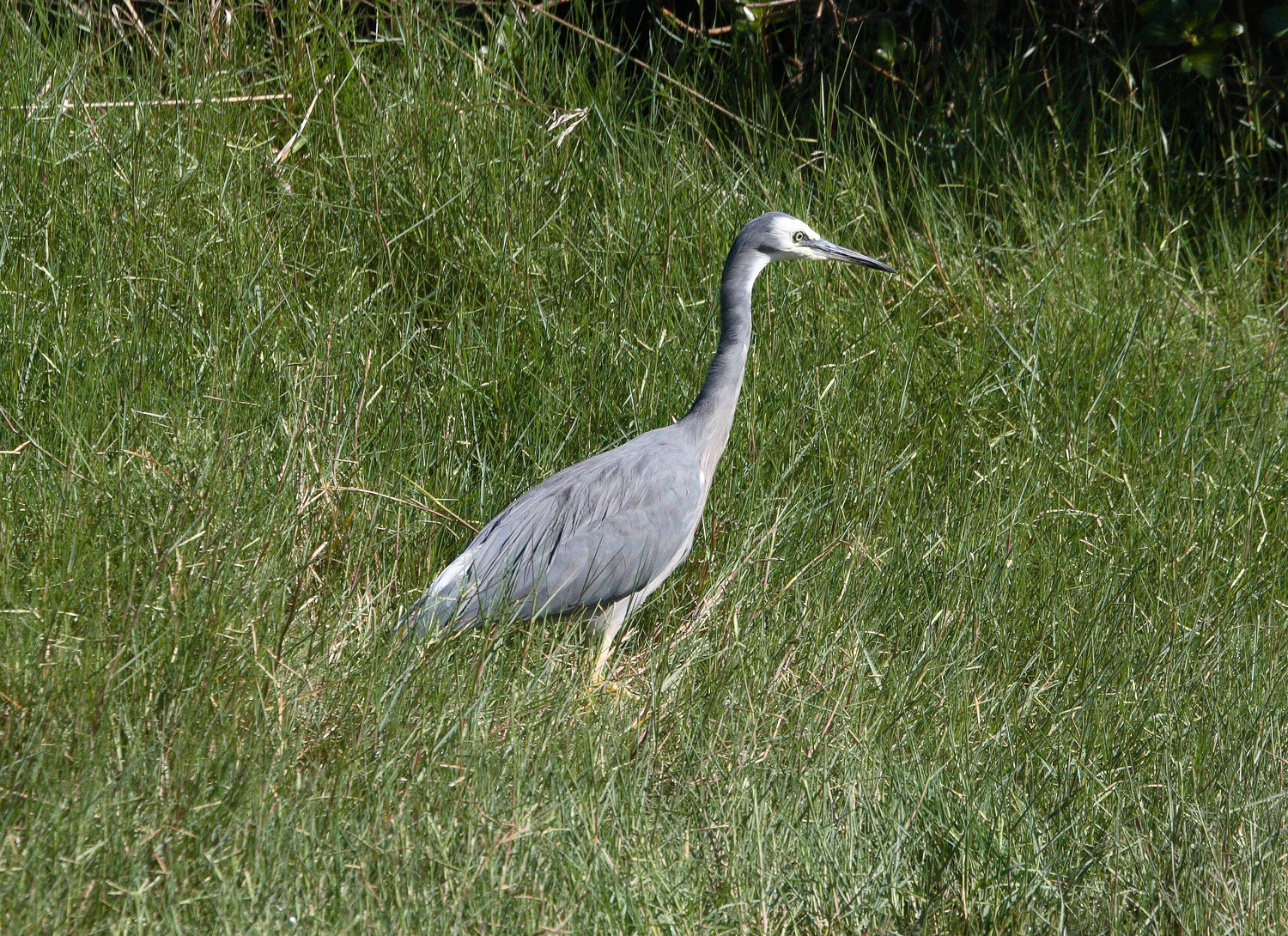 White-faced Heron Kakamatua Stream 8720