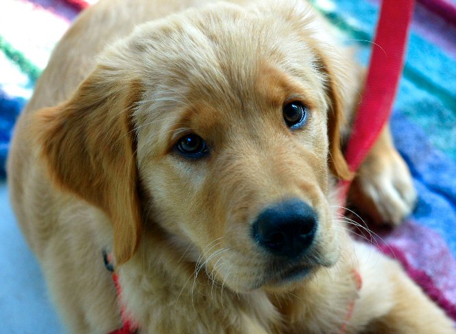 Bella On The Porch