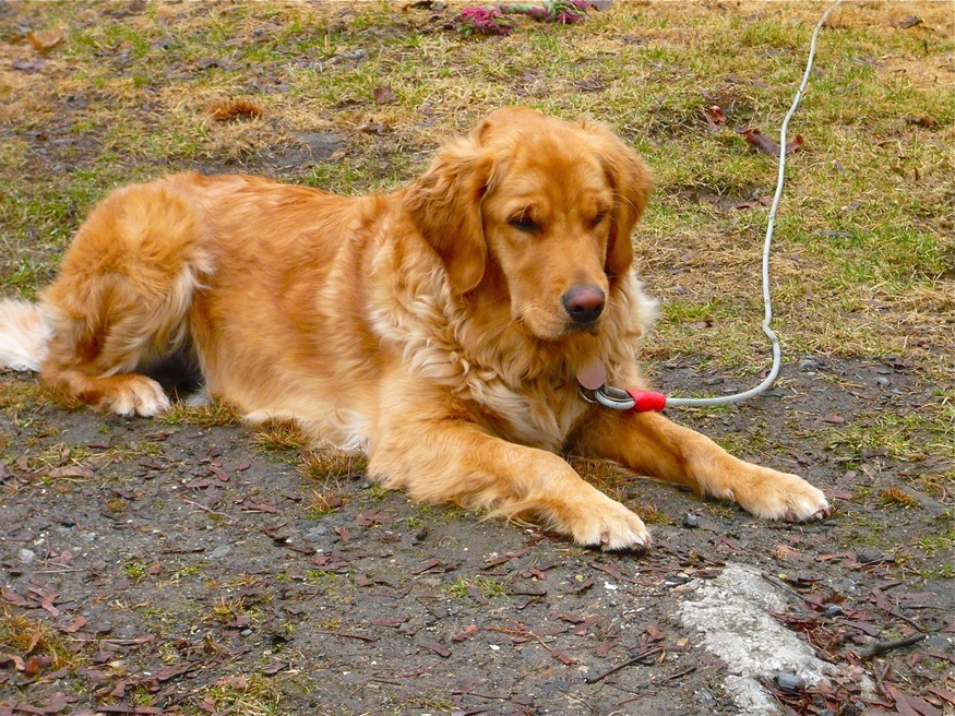 Bella Looking for Something To Chew On