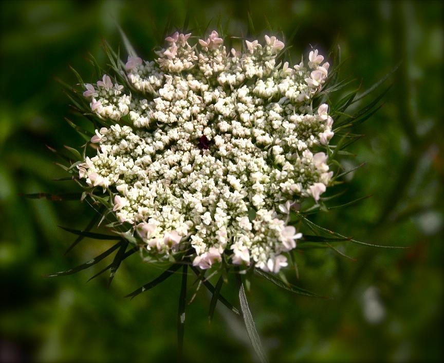 Queen Annes Lace Buds.jpg