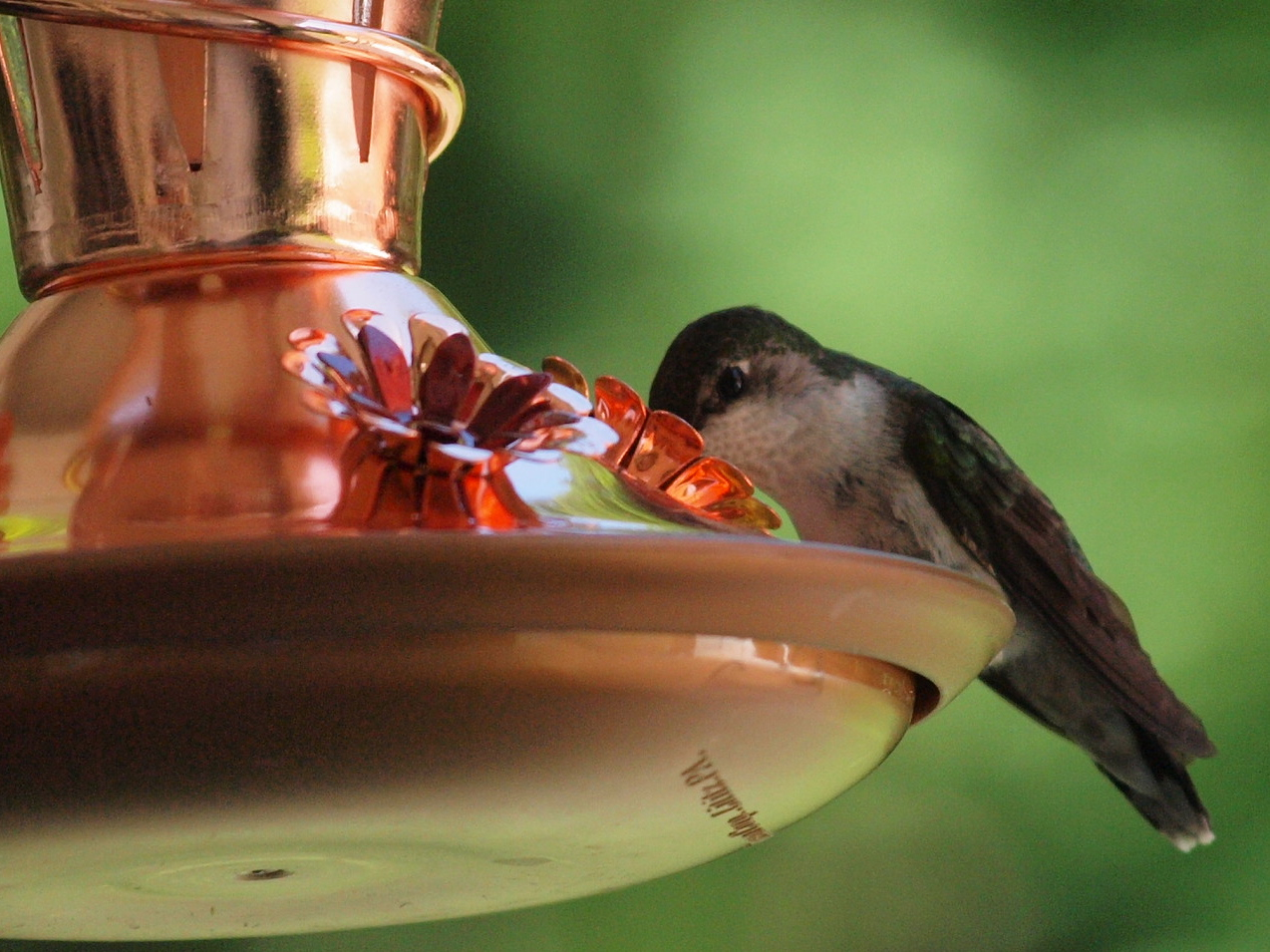 Thirsty Bird