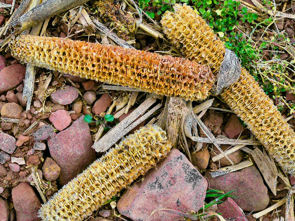 Remnants of the Harvest