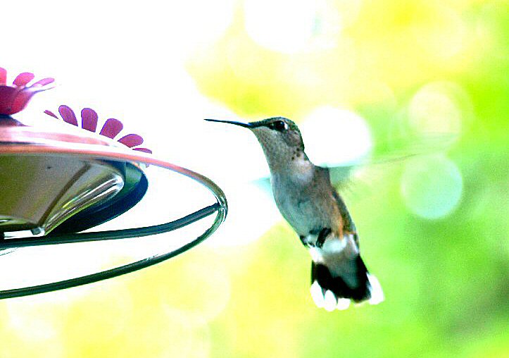 Hummingbird On The Porch