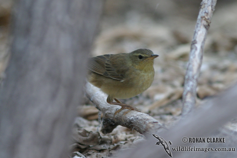 Middendorffs Warbler 9226.jpg
