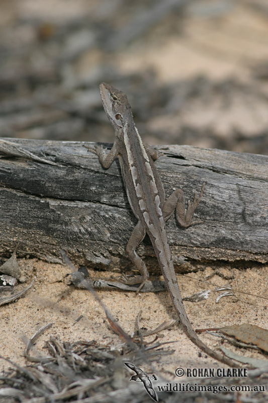 Amphibolurus nobbi 0398.jpg