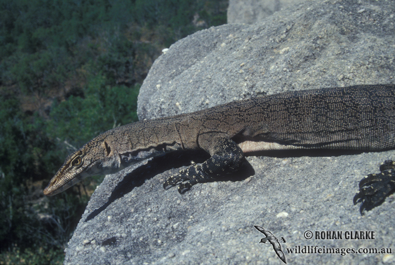 Varanus glebopalma s0288.jpg