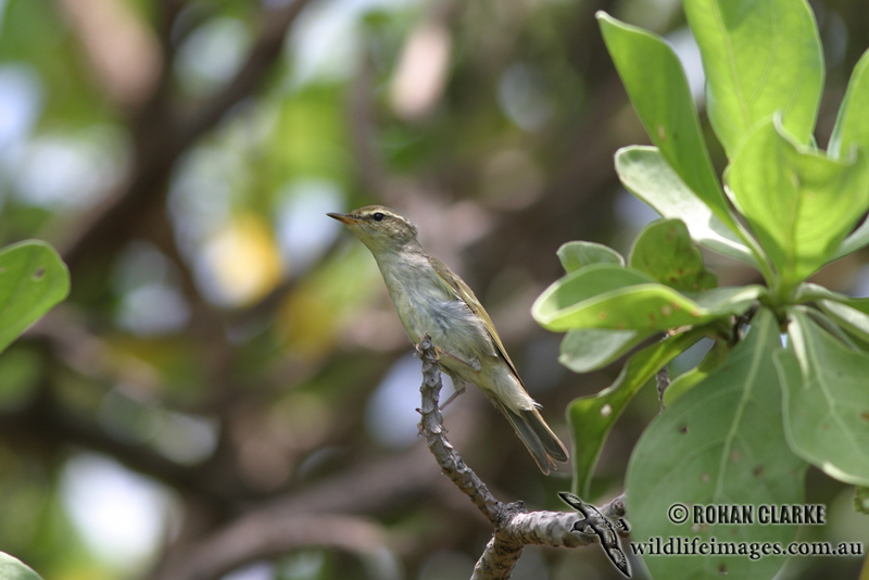 Arctic Warbler 1281.jpg