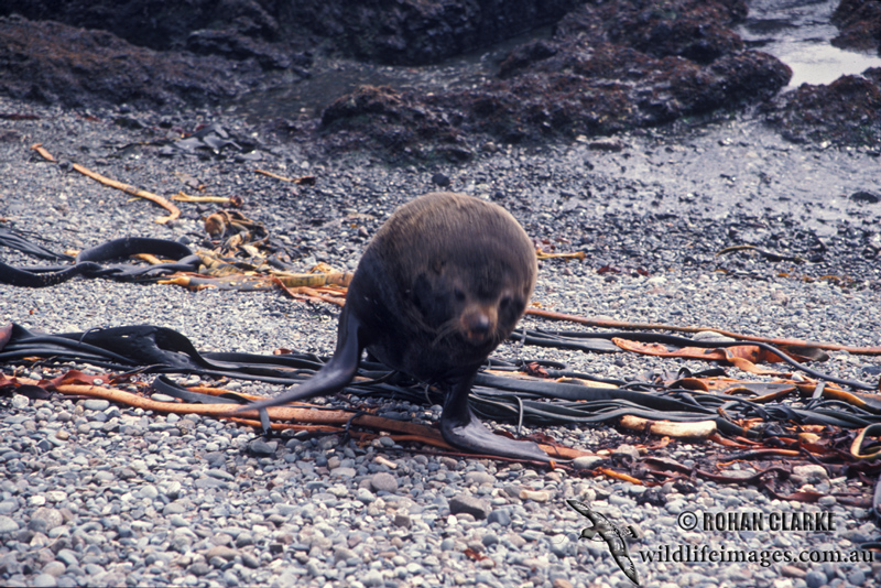 Antarctic Fur-Seal s0442.jpg