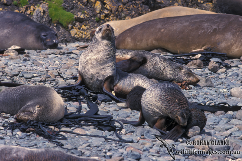 Antarctic Fur-Seal s0448.jpg