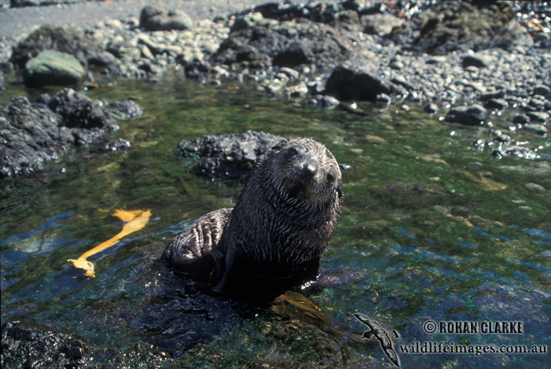 Antarctic Fur-Seal s0473.jpg
