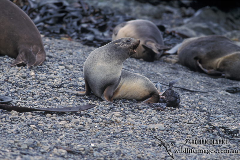 Antarctic Fur-Seal s0490.jpg