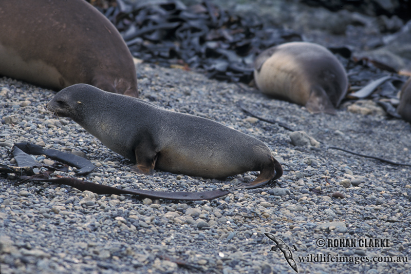 Antarctic Fur-Seal s0492.jpg