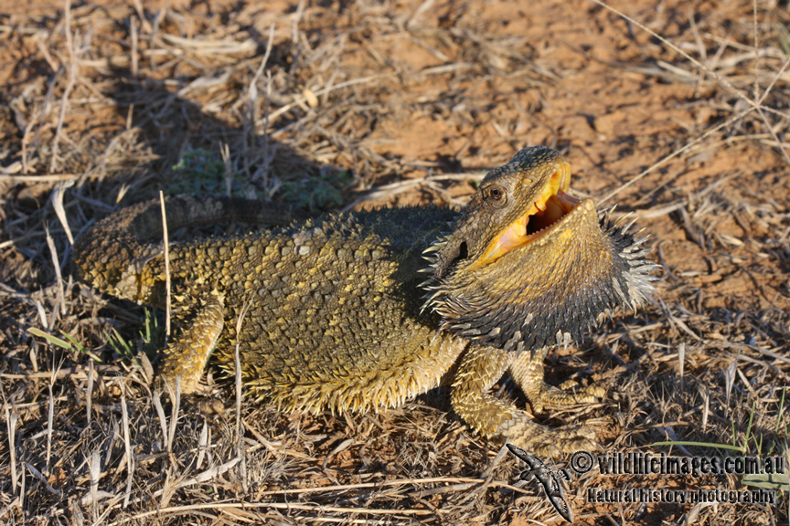 Pogona barbata 5621.jpg