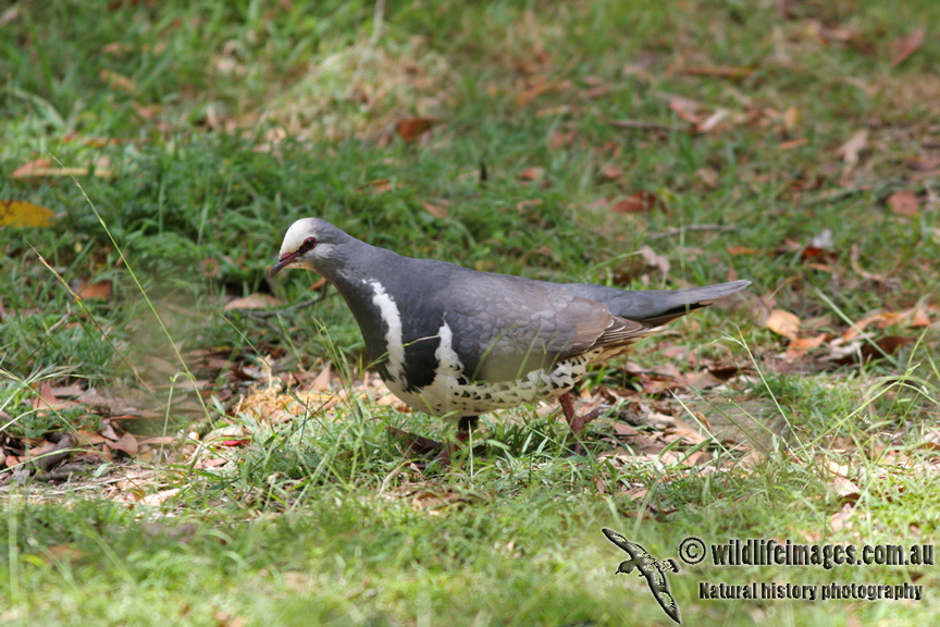 Wonga Pigeon 5379.jpg