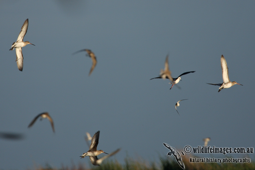 Black-tailed Godwit 5447.jpg