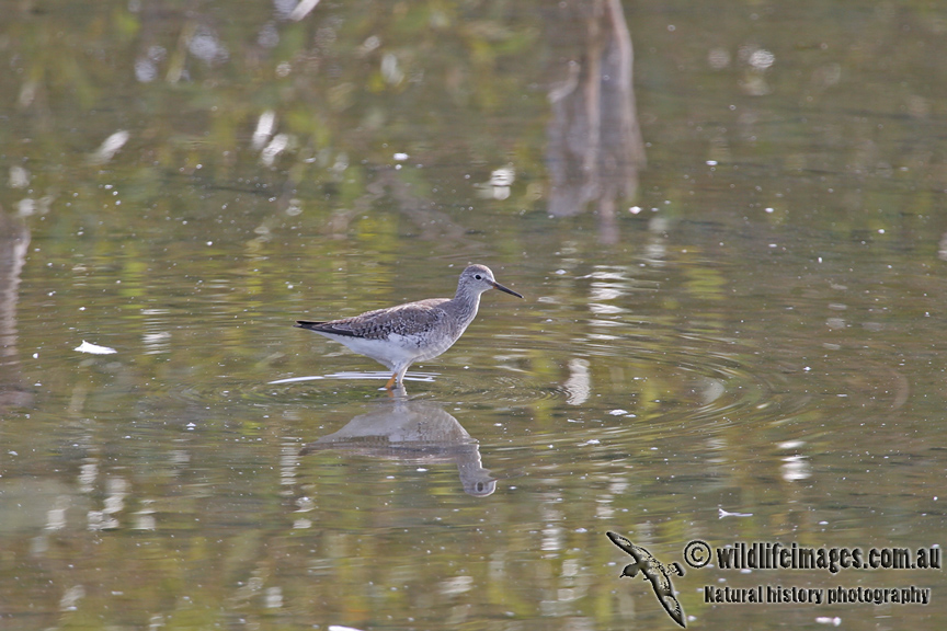 Lesser Yellowlegs a3448.jpg