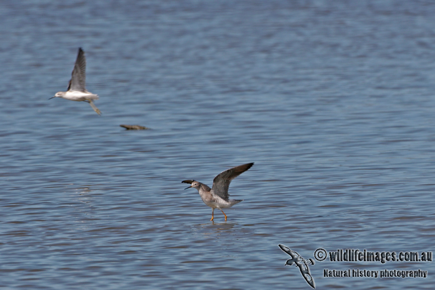 Lesser Yellowlegs a3789.jpg
