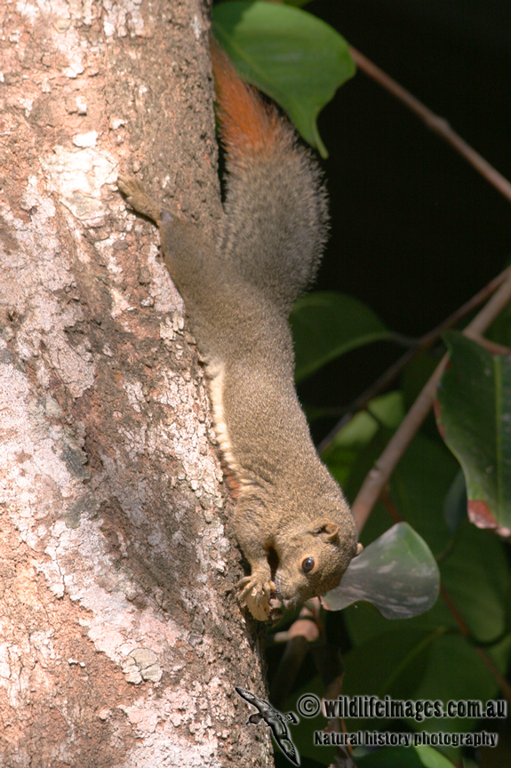 Plantain Squirrel 3084.jpg