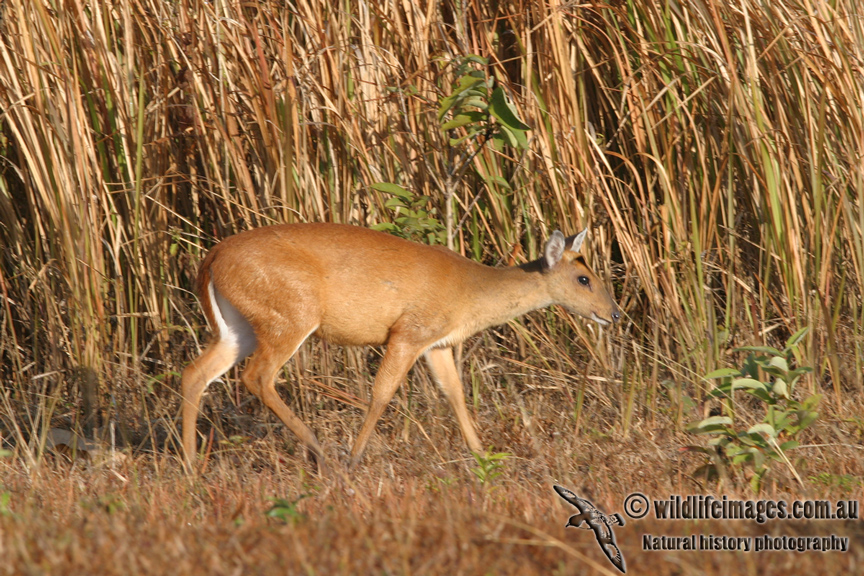 Common Muntjac 2390.jpg