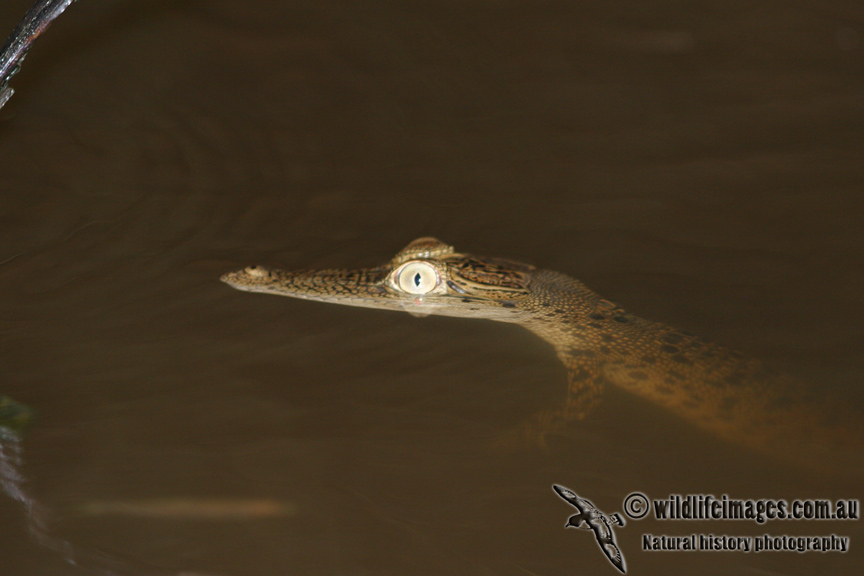 Crocodylus porosus 3468.jpg