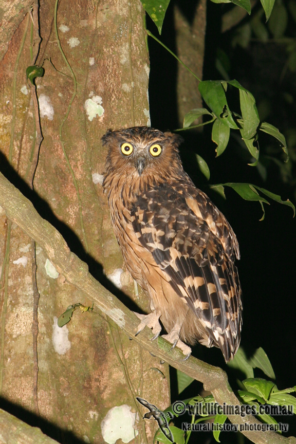 Buffy Fish-Owl - Bubo ketupu