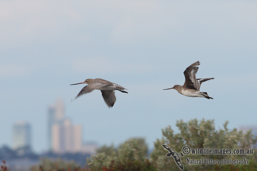 Hudsonian Godwit 8193.jpg
