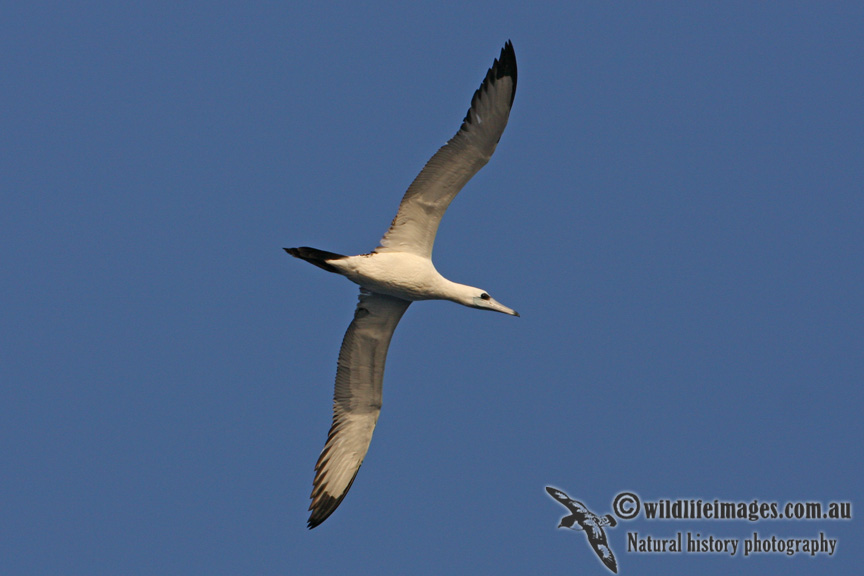 Abbotts Booby 3083.jpg