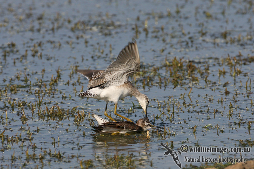 Wood Sandpiper 1760.jpg