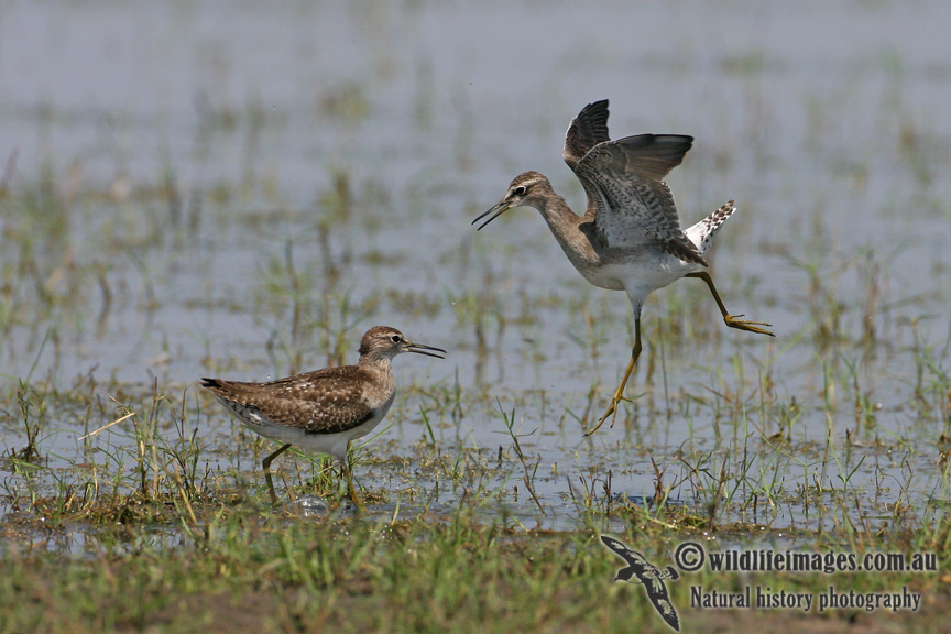 Wood Sandpiper 2054.jpg