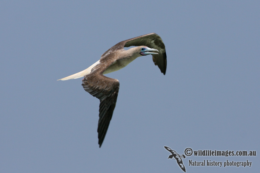 Red-footed Booby 5119.jpg
