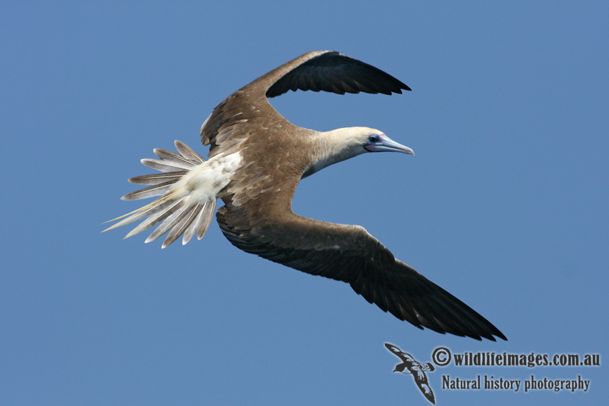 Red-footed Booby 6085.jpg